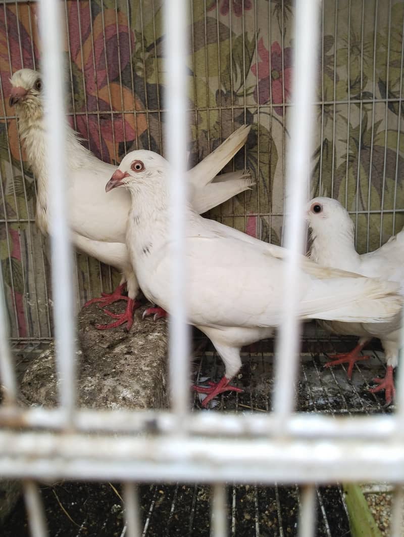 breader pair 1