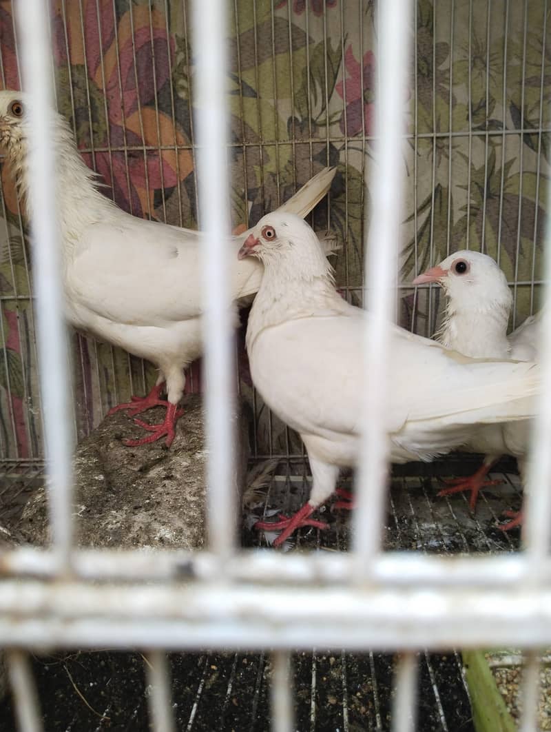 breader pair 2
