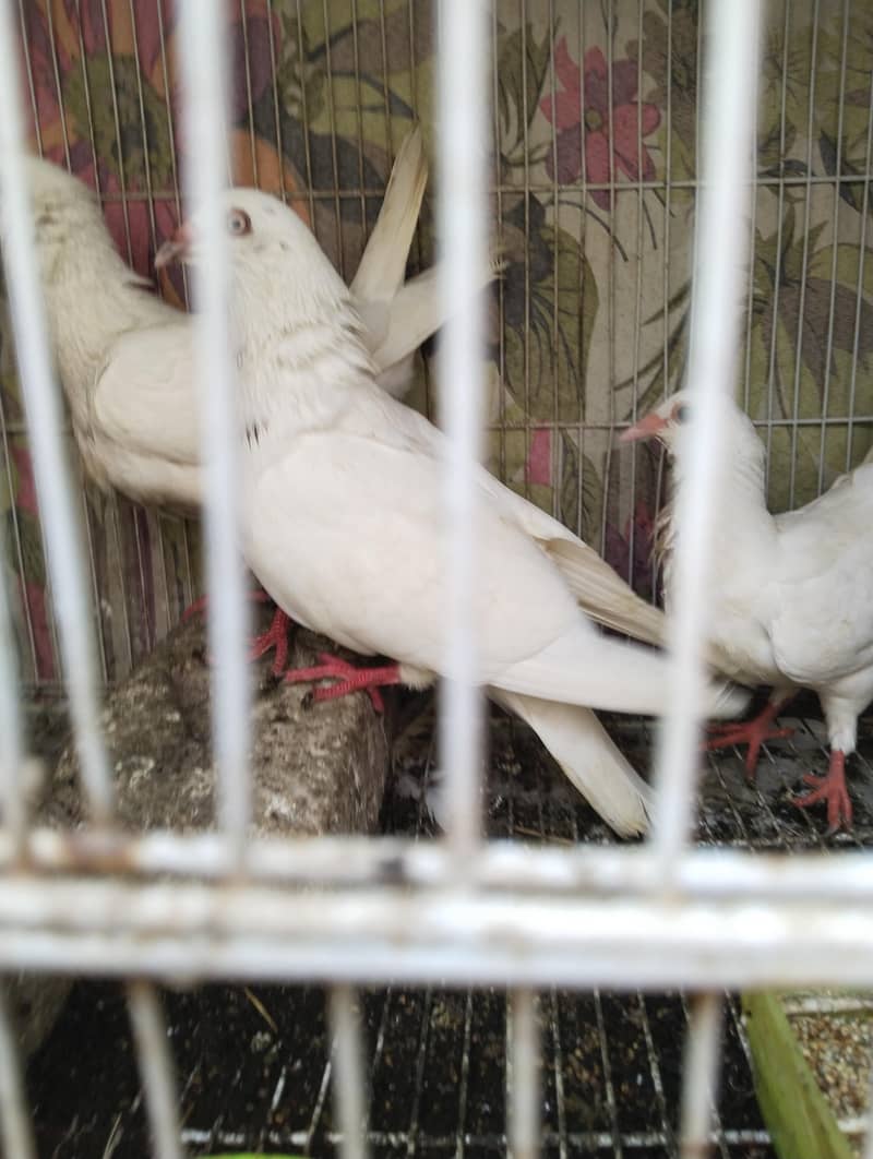 breader pair 3