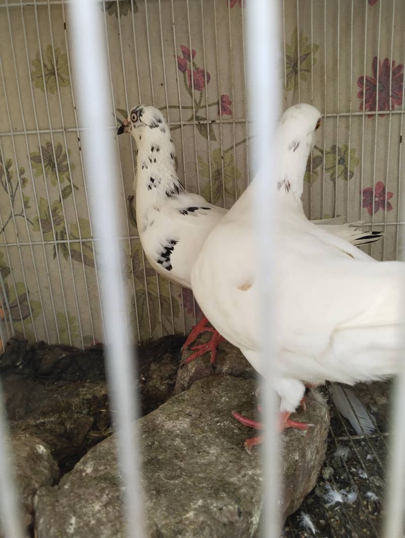 breader pair 4
