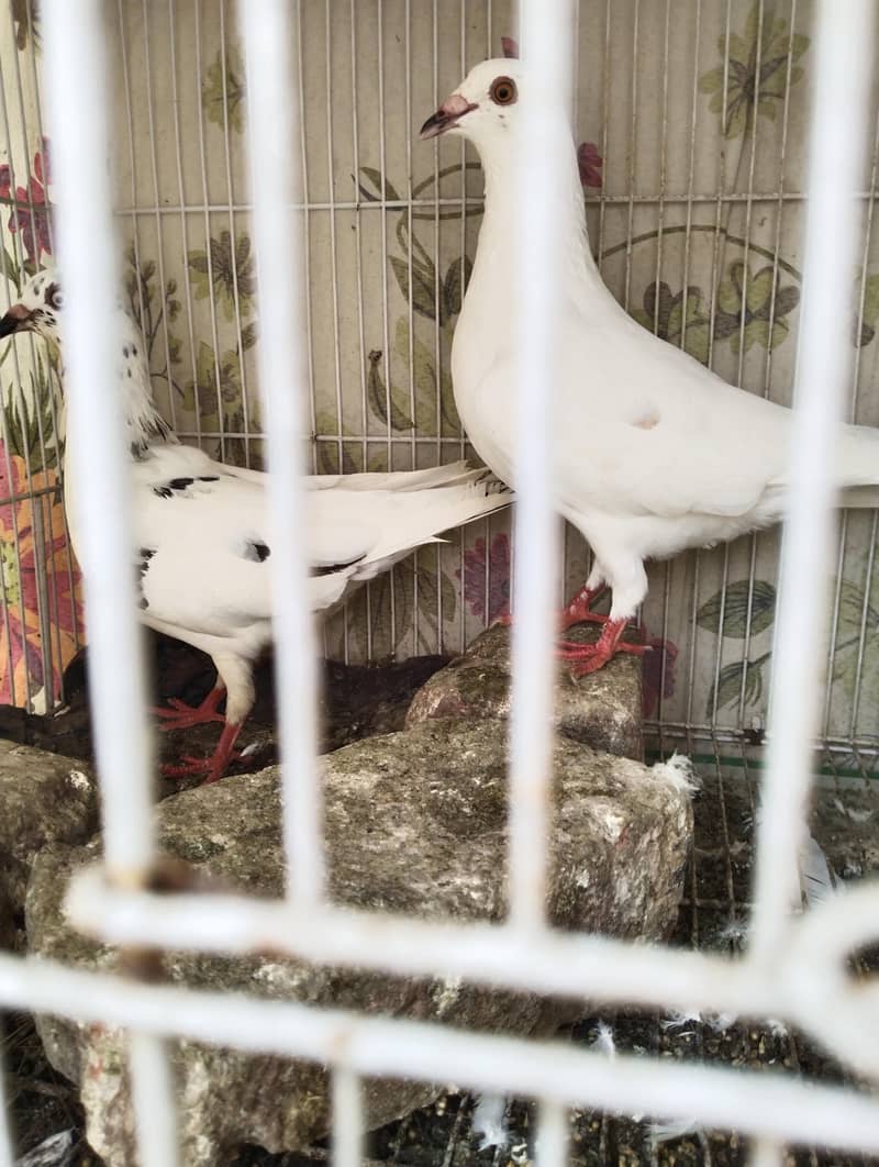 breader pair 5