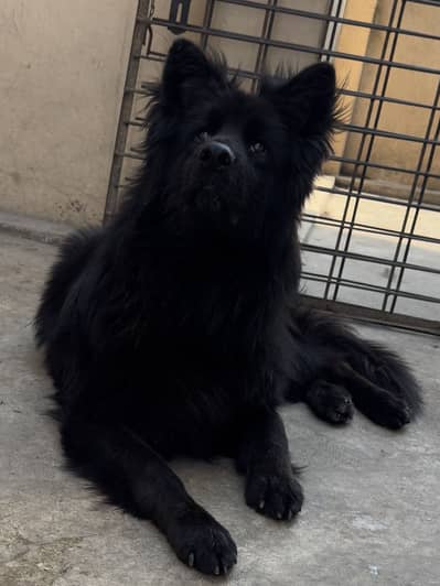 Long pedigree stud black male
