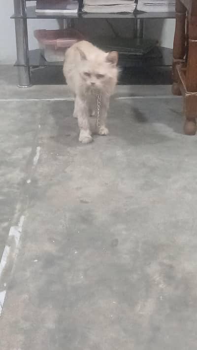 cat male AGE 8 MONTH