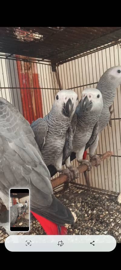 Congo size handtame african grey chicks available