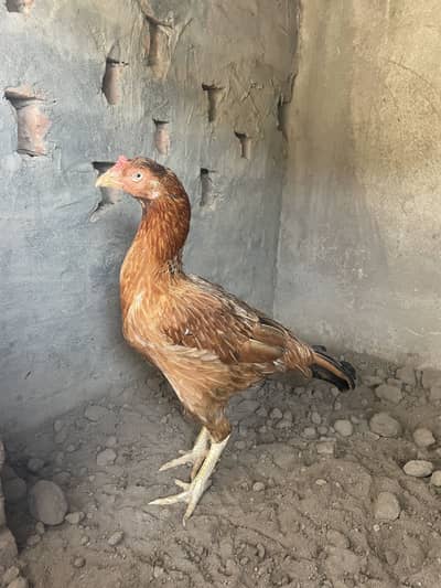 pure mianwali female 03314101917