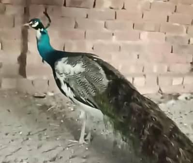 Indian Blue Peacock For Sale