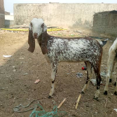 2male aur 2female ha price 1,10000