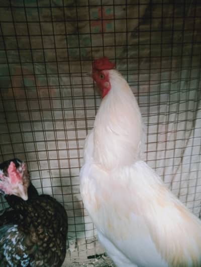 Aseel pair for sell 03002145645