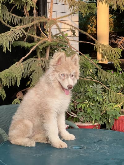 Siberian Husky