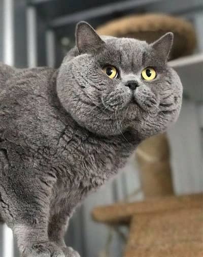 Blue British Short Hair Stud Male