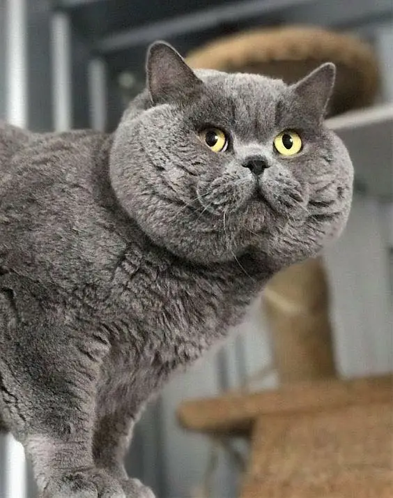 Blue British Short Hair Stud Male