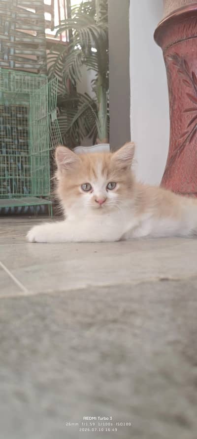 2 coated kittens for sale