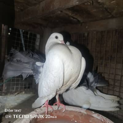 jorra for sale