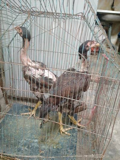 Aseel chicks Available 03258293703