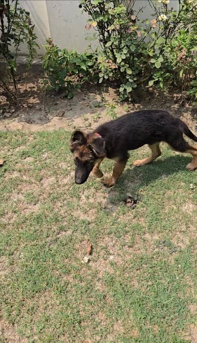 Germen Shepherd Puppy
