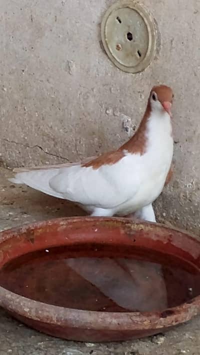 Fancy pigeon home breed