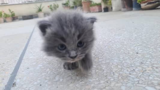 grey kitten