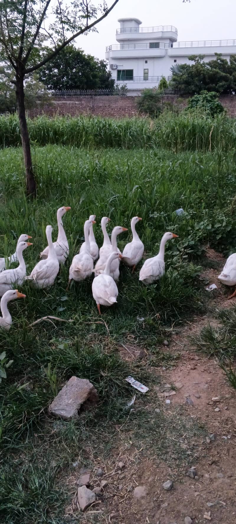 ducks 0