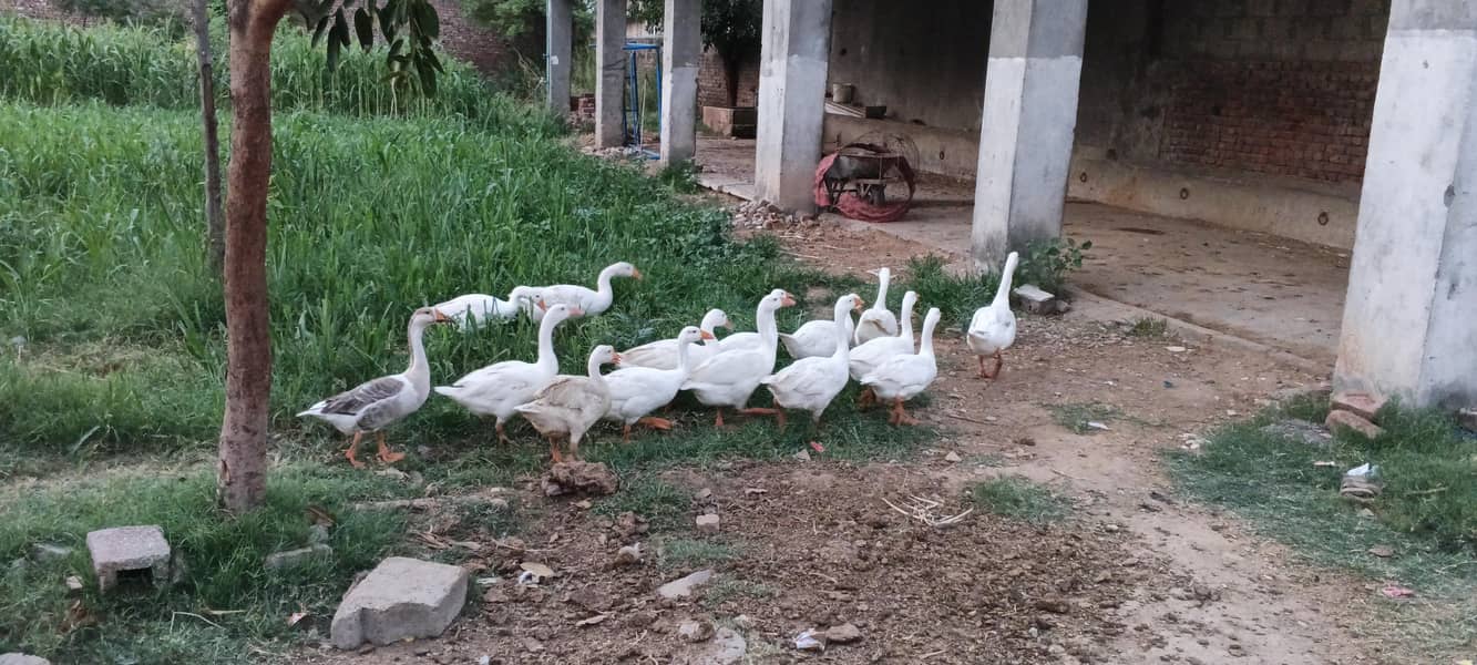 ducks 1