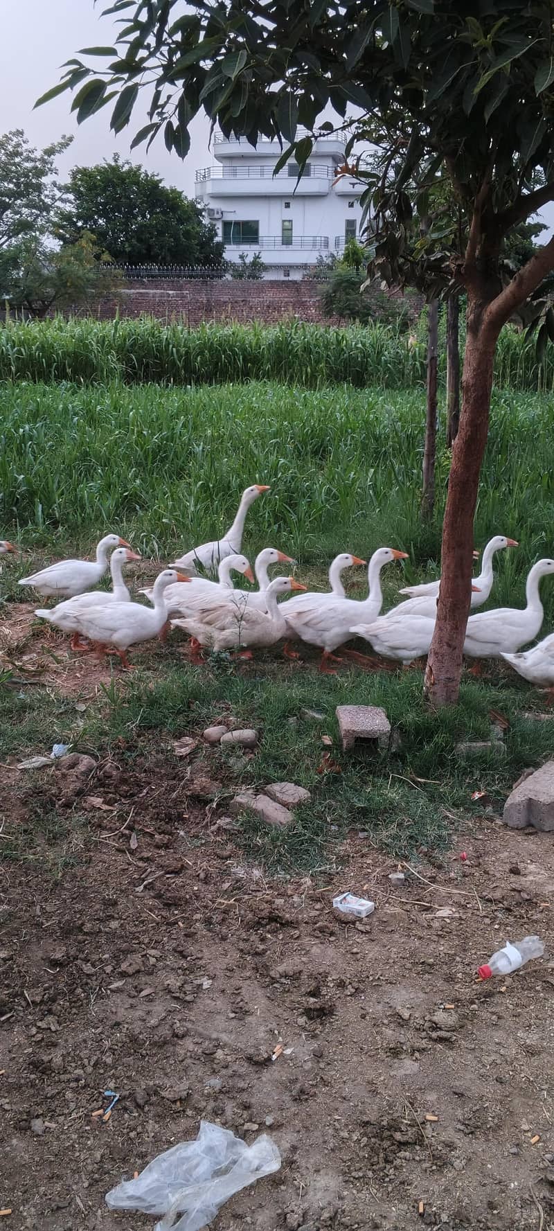 ducks 2