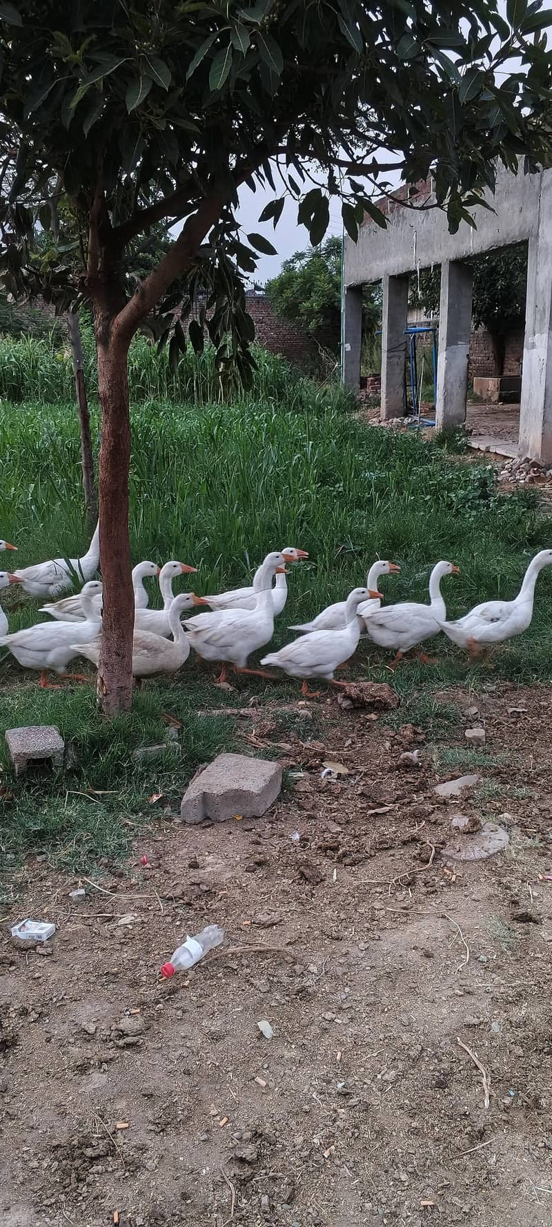 ducks 3