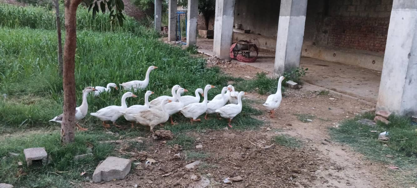 ducks 4