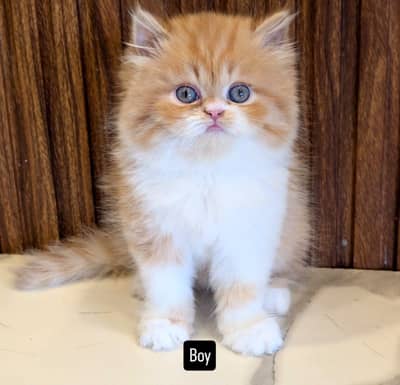 Persian Kittens/sami punch face/ Cats Gray /white/ Blue eyes