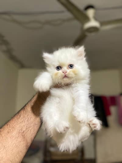kitten available for sale contact 03095561812 whatt