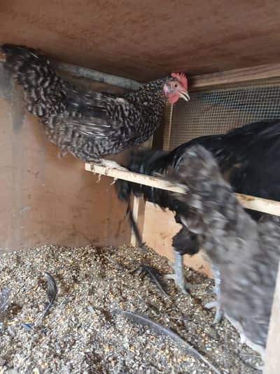 polish, bantum, autrolorp, plymouth breeder hens available