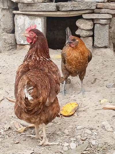 2 female hens