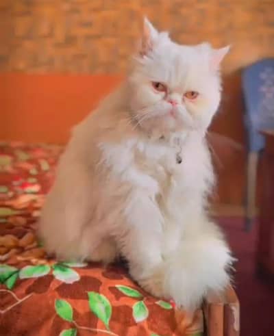 Pure Persian extreme punch face