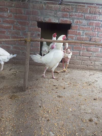 heera breeder male for sale 03-19-4914470