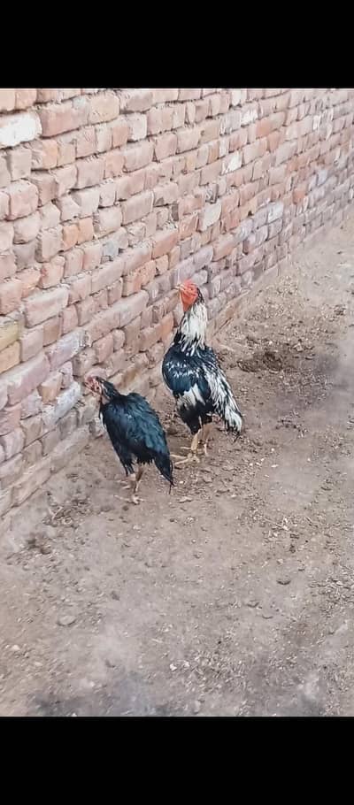 Lassani Breeder Exchange possible