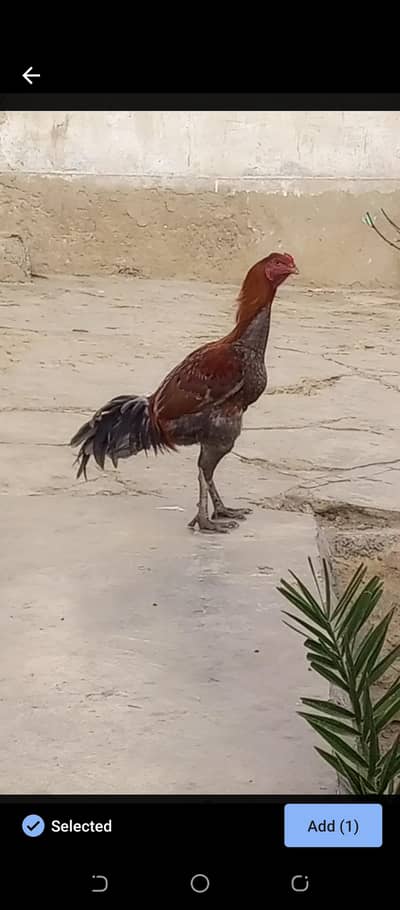 murgha for sale