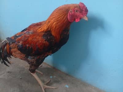 1 murgha 2 murghi