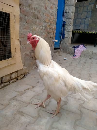 aseel Heera 2male 1 female for sale Whatsapp number 03175504062