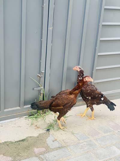 2 aseel hens for sale