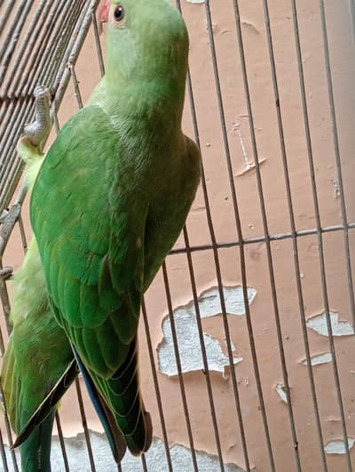 beautiful baby parrot hand tame
