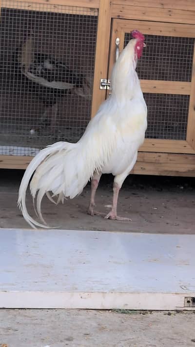 paper white male