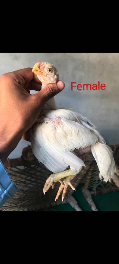 Indian Parrot Beal Long Tail Aseel High Quality Female chick
