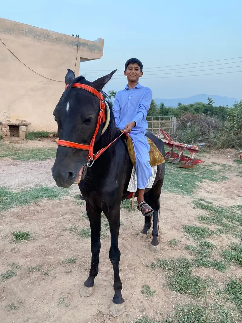 Horse for sale age 4 sal hight 59+