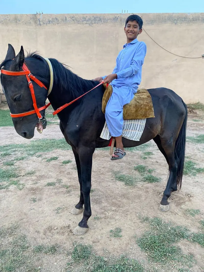 Horse for sale age 4 sal hight 59+ — photo 2