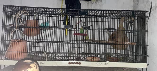 2 pairs astralian parrots + 1 cage sale