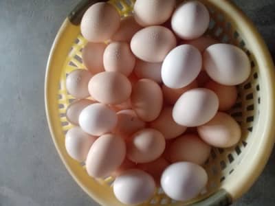 دیسی انڈے