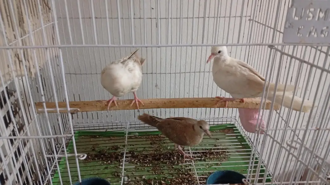 Dove for sale