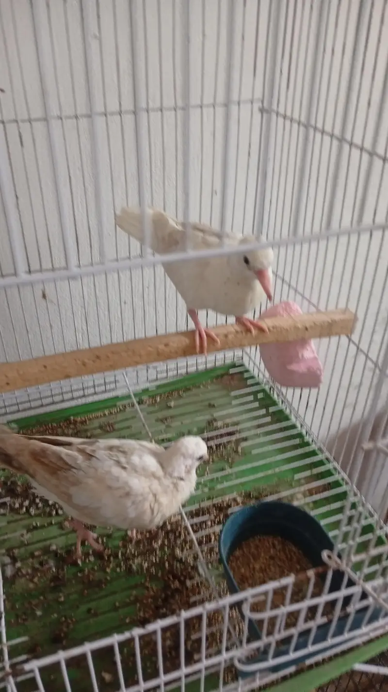 Dove for sale — photo 2