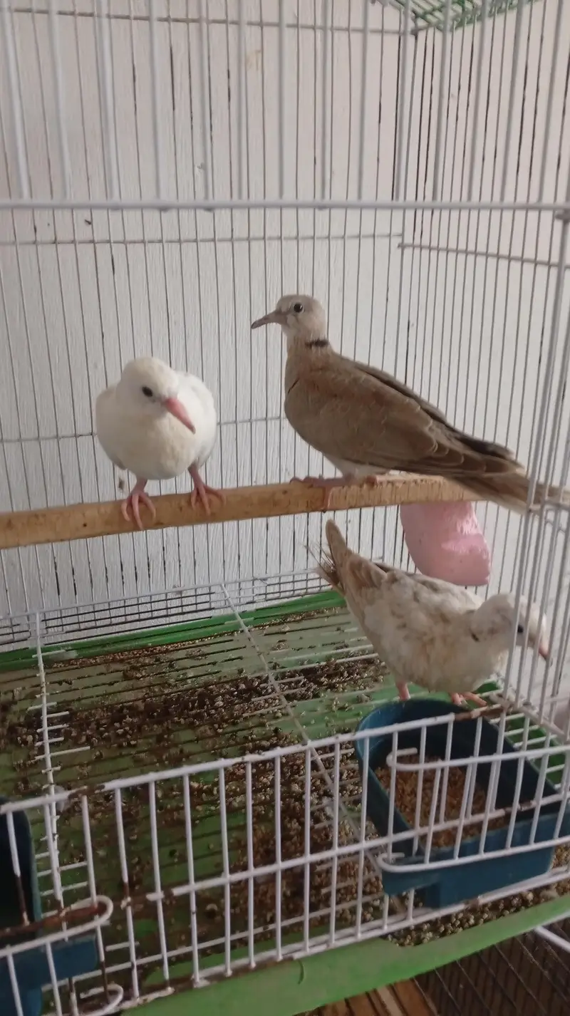 Dove for sale — photo 3
