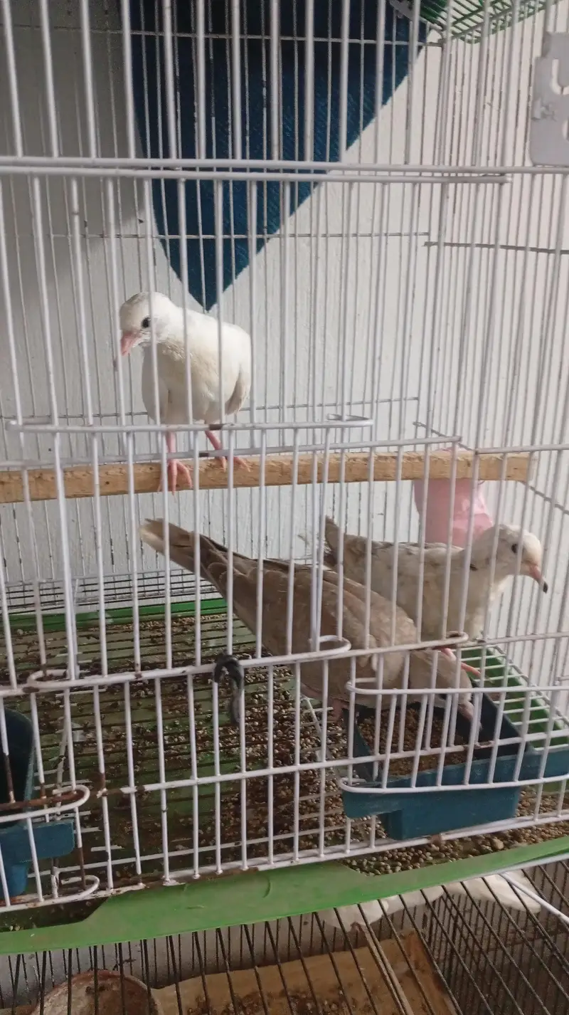 Dove for sale — photo 4