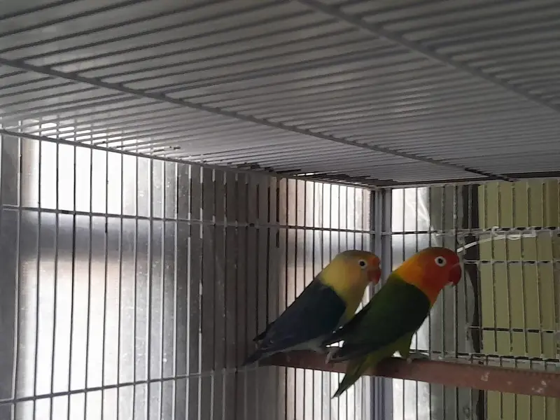 Cages | birds cage | iron cage | portion cages | moveable cage| pinjra — photo 3