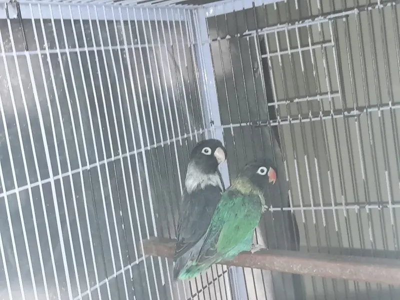 Cages | birds cage | iron cage | portion cages | moveable cage| pinjra — photo 4